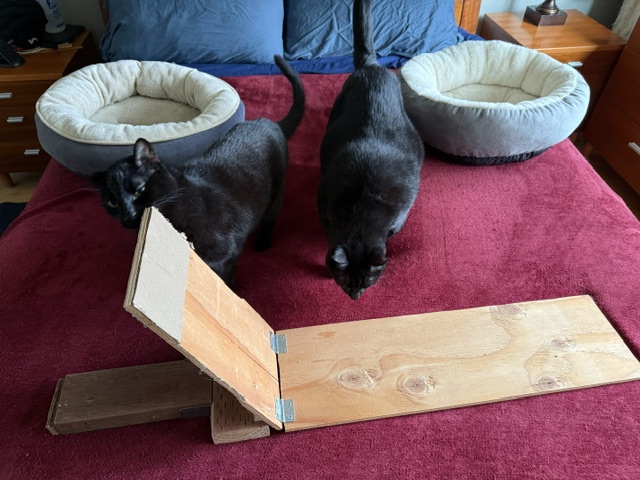 Cats inspecting the weight-sensitive mechanism